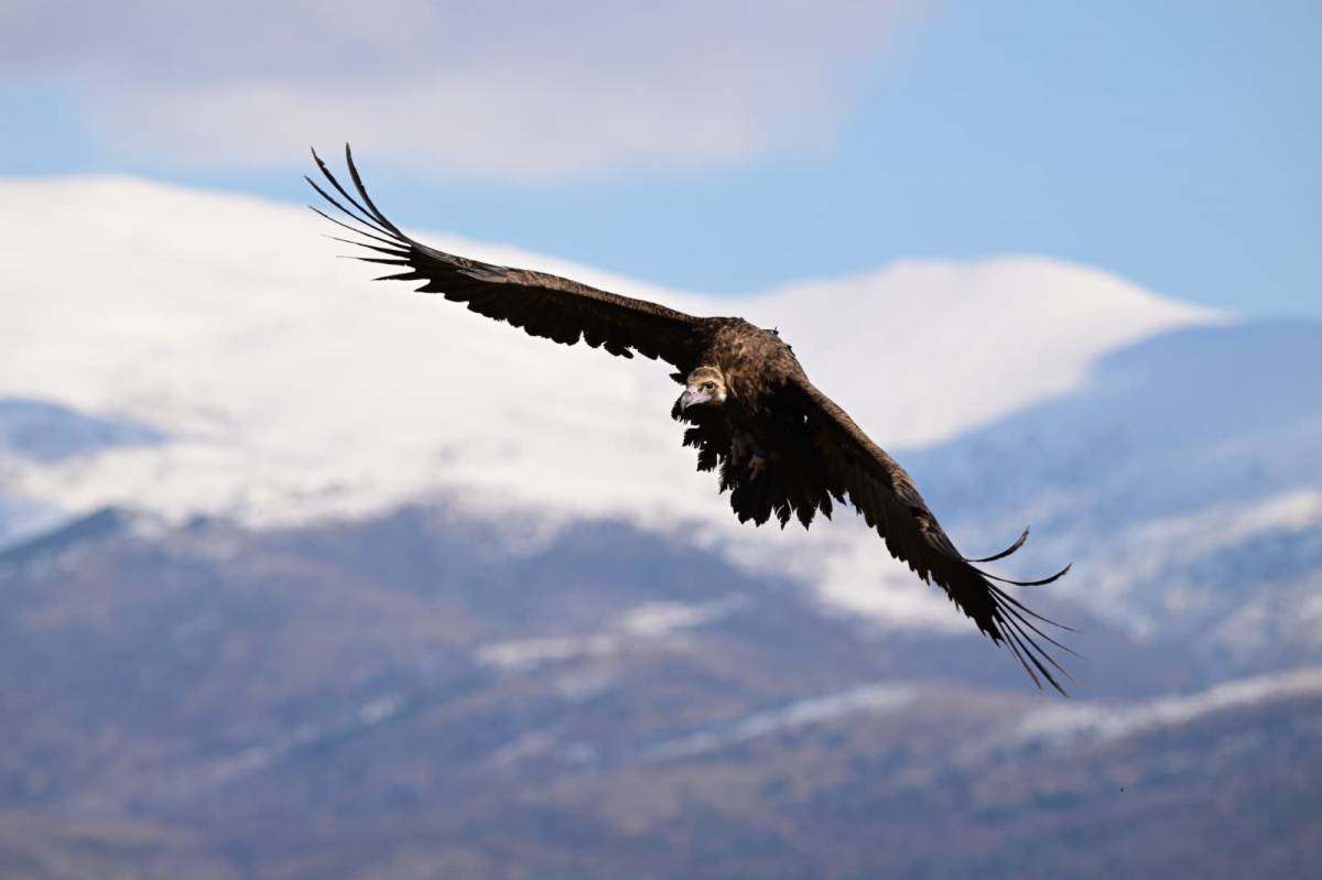 Nou rècord de voltors negres al Pirineu: 66 exemplars i dotze cries