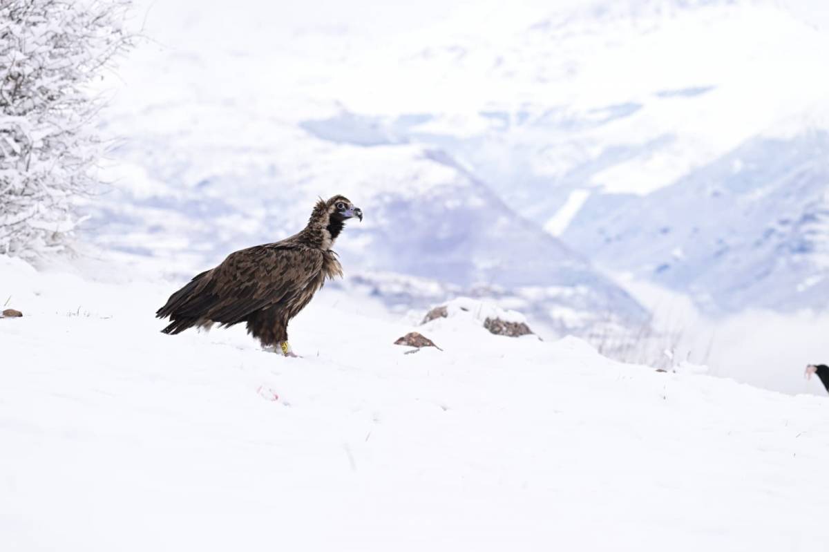 Un voltor negre al Pirineu - Gerard Plana / ACN