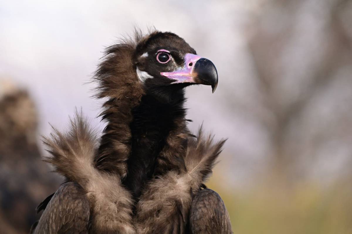 La població de voltors negres inclou 66 exemplars - Gerard Plana / ACN