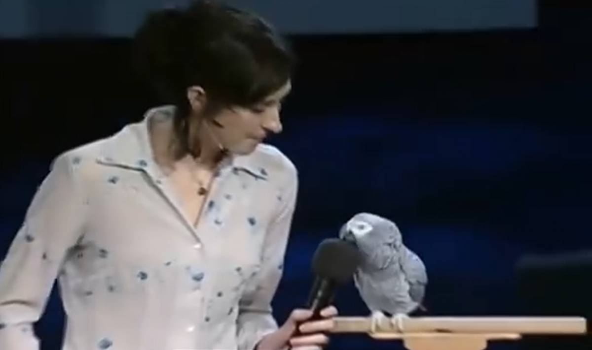 Mor Einstein, el lloro gris africà famós que podia dir més de 200 paraules i cantar «Per molts anys»