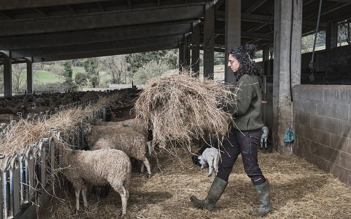 Alba Garet, pastora de Lluçà, treballant de bon matí al corral de les ovelles.