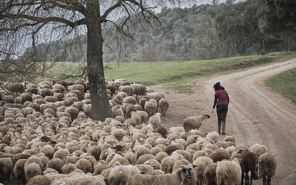 Alba Garet, pastora de Lluçà.