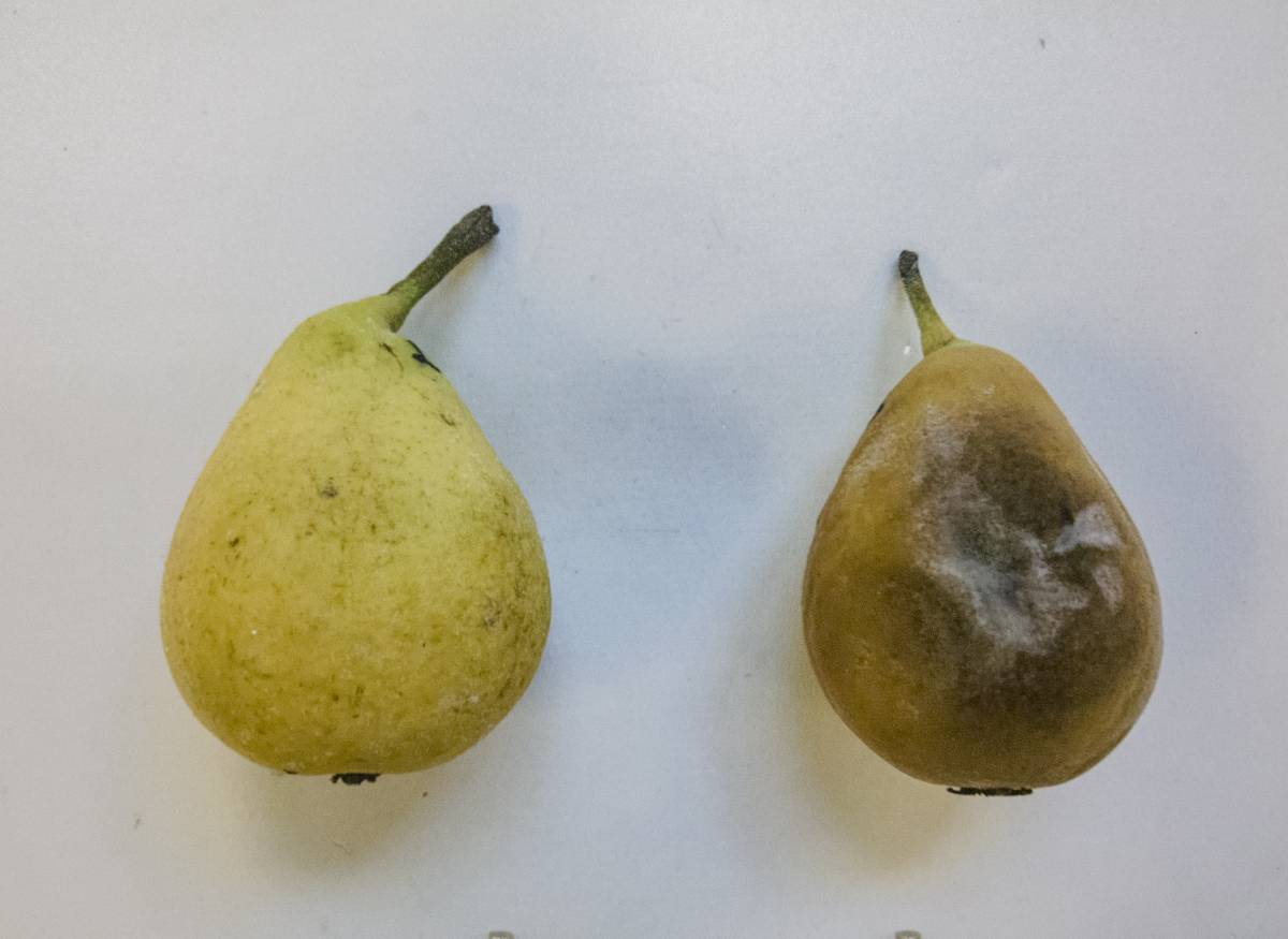 Una mostra de Bio2Coat - 