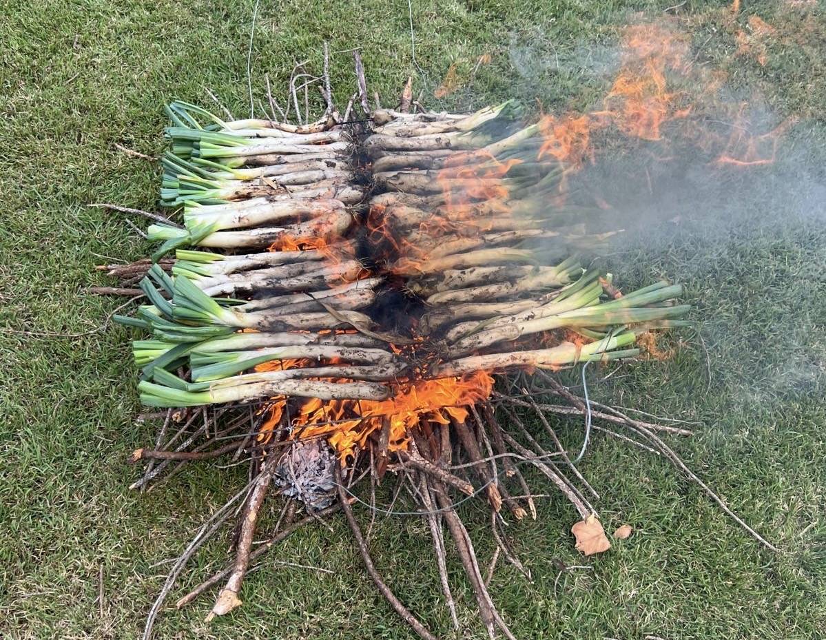 Els calçots que havien estat plantats al jardí d’un català