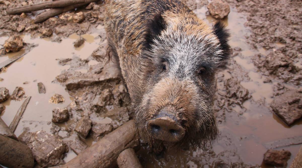 El Zoo del Pirineu al Solsonès projecta construïr un refugi per a senglars