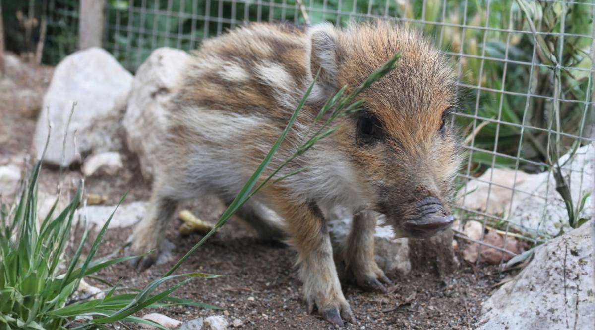 La Porqueta quan era una cria. Va ser trobada com l’única supervivent d’una camada - Zoo del Pirineu 