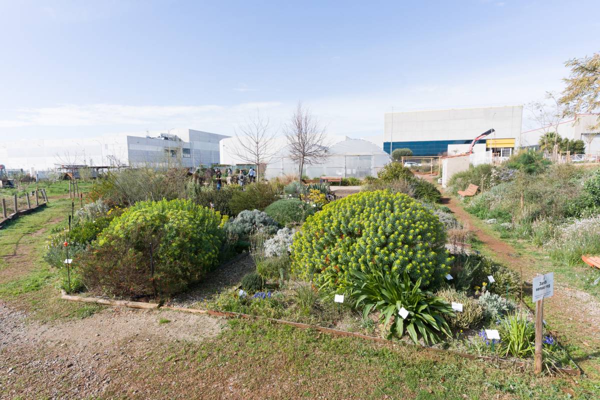 Què haig de fer perquè no se'm morin les plantes a casa?