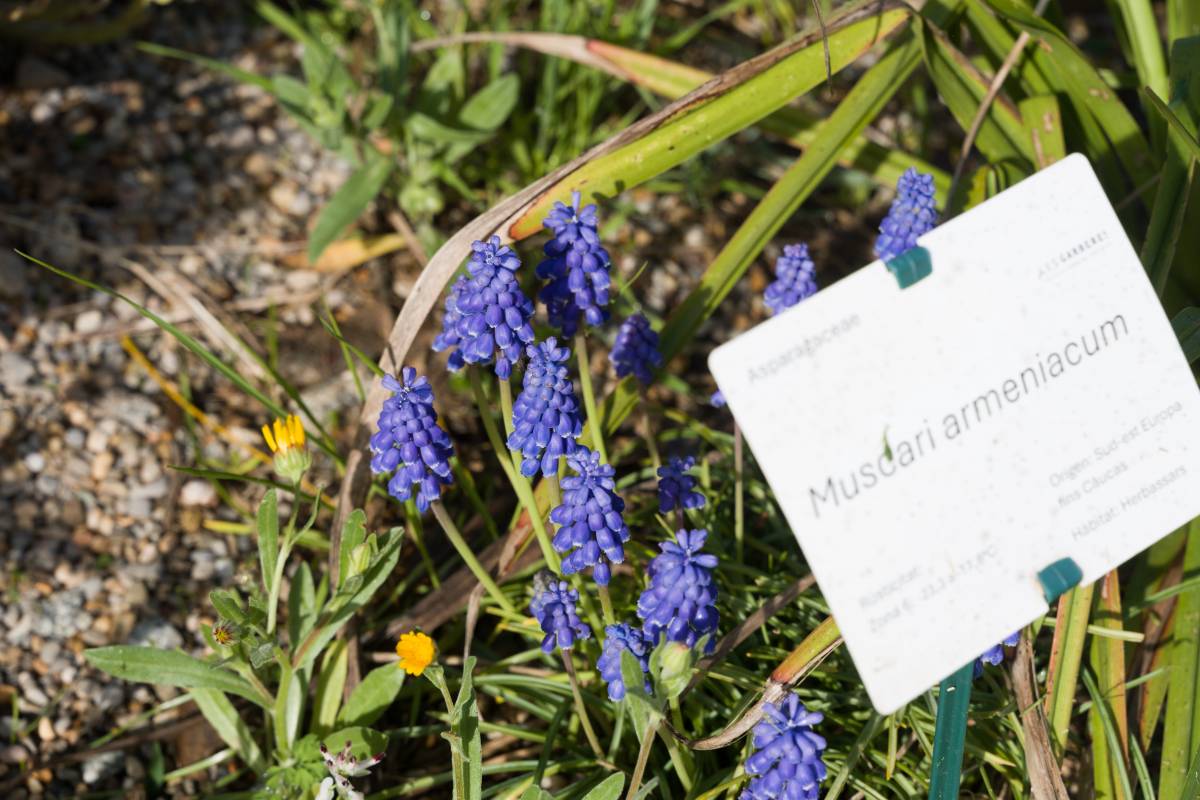 Plantes a l`Institut Les Garberes de Castellar