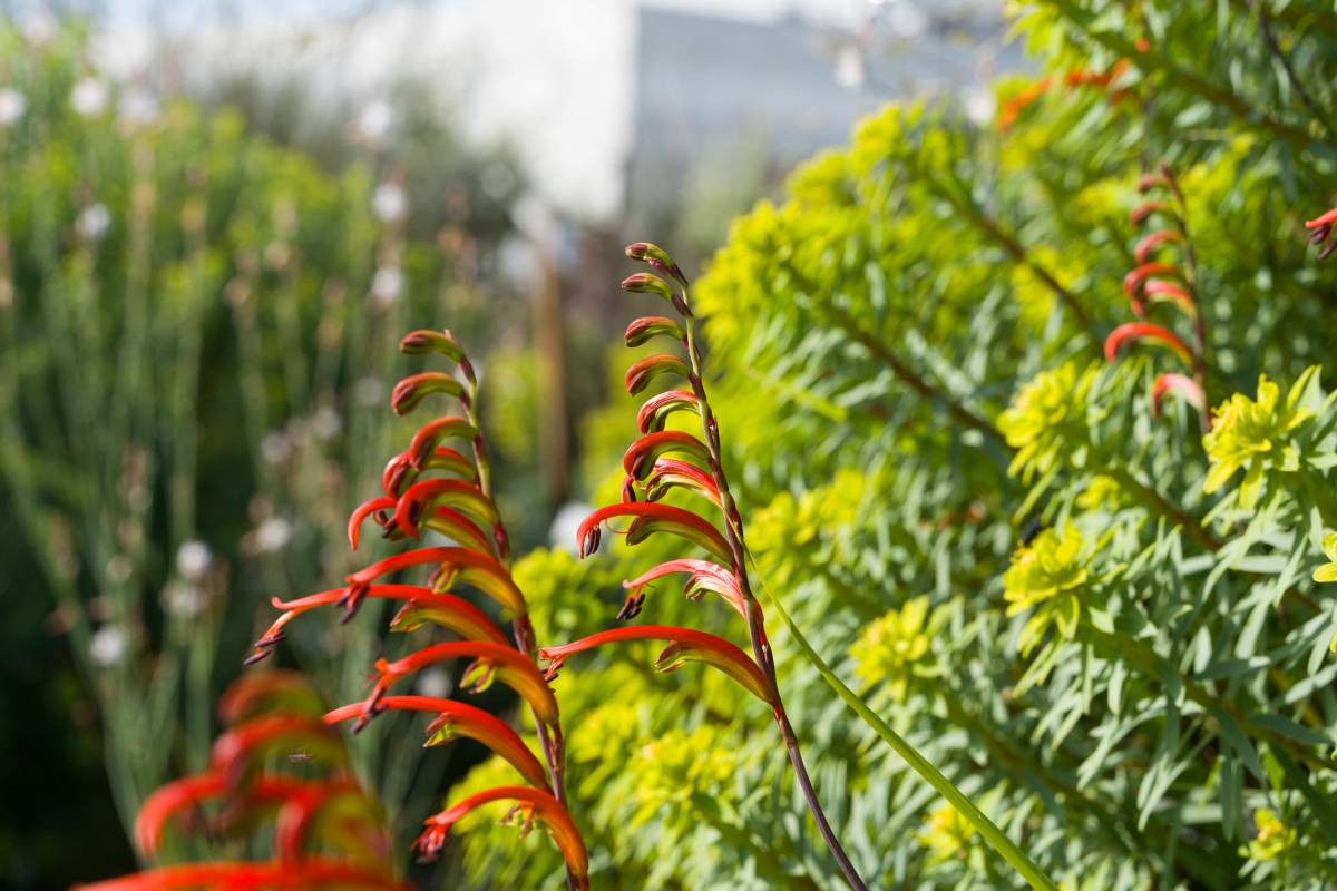 Plantes a l`Institut Les Garberes de Castellar