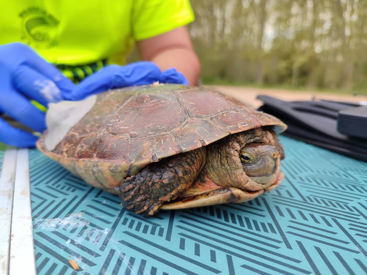 Un estudi a les Llobateres revela els hàbits de les tortugues «vulnerables» de Sant Celoni 