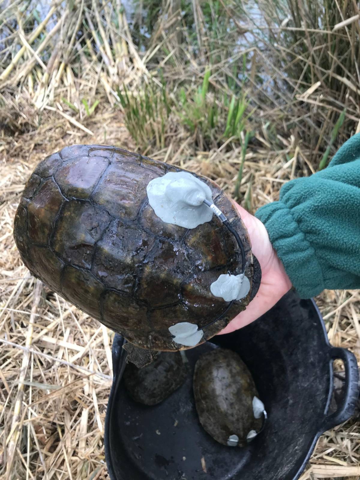 Radiotransmissors en una tortuga a les Llobateres, Sant Celoni. - AYAMA Segurtel Radiotransmissors en una tortuga a les Llobateres, Sant Celoni.