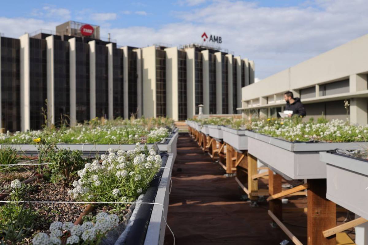 L`experiència servirà per crear quatre cobertes verdes en equipaments de l`àrea metropolitana de Barcelona