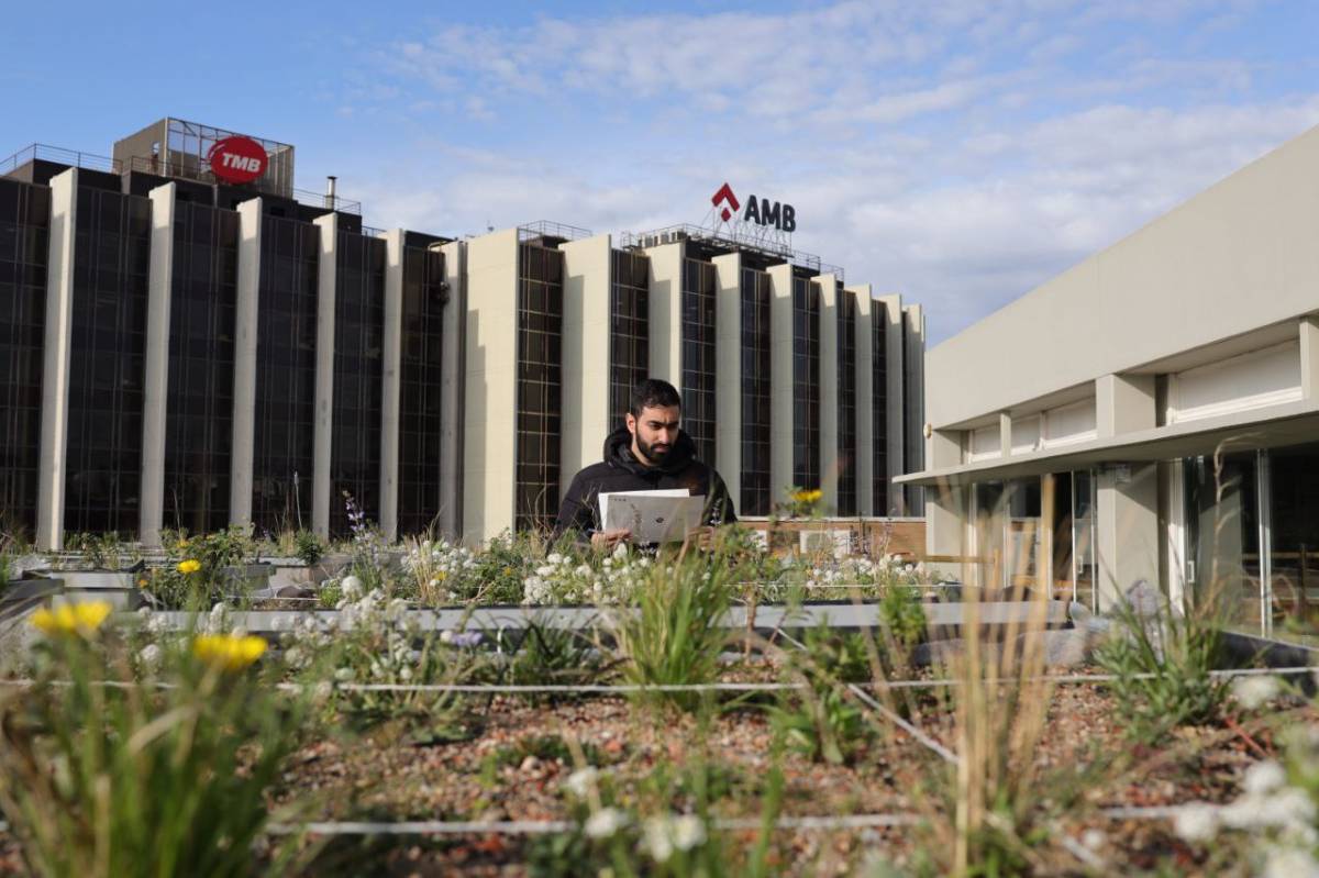 Les teulades de la Barcelona del futur: plantes adaptades i terra del contenidor marró