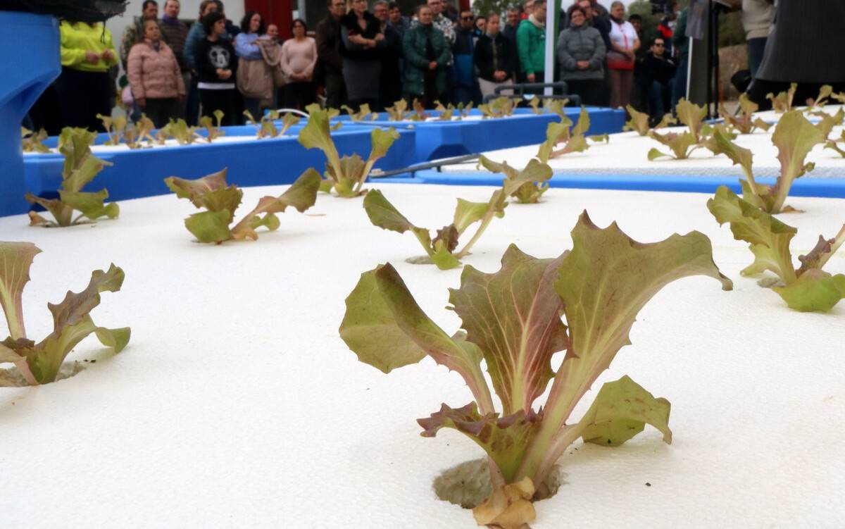 L’IRTA estrena a Tortosa una unitat aquapònica per a la integració de persones amb discapacitat