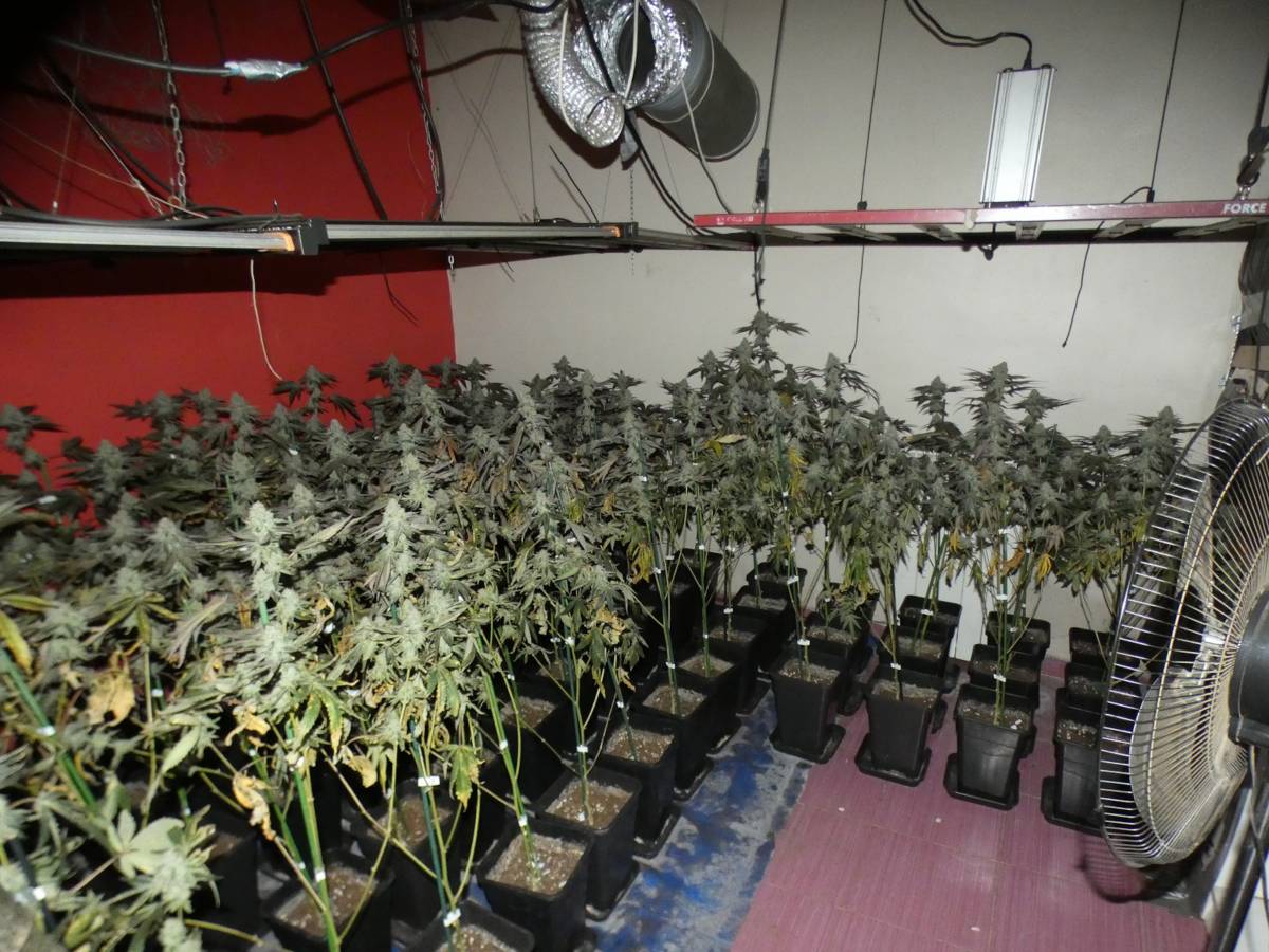 Detingut un home a Lleida per tenir 305 plantes de marihuana en un pis