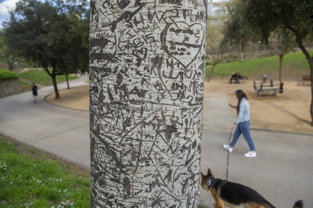 Deixar cicatriu als arbres pot sortir car: "Mai havia vist un arbre amb tantes marques"