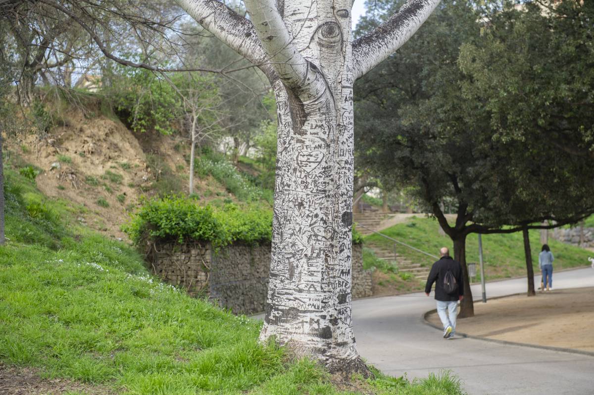 El xop blanc que presideix l’entrada de la piscina de Vallparadís, amb la seva escorça plena de talls de dalt a baix - Alberto Tallón