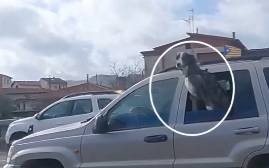 Denuncien un conductor que circulava per la C-17 a Tona amb un gos traient mig cos per la finestra