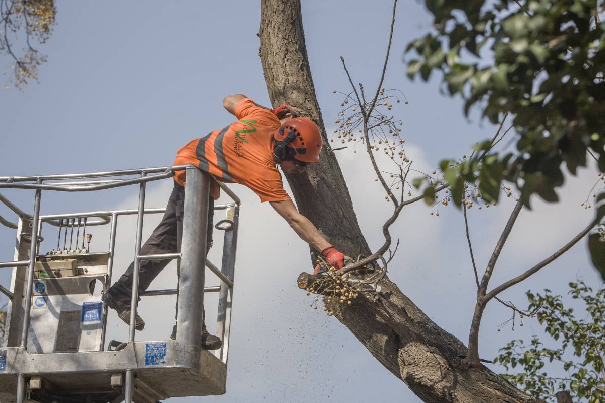 FOTOS | Tala d'urgència d'un arbre en perill de caiguda
