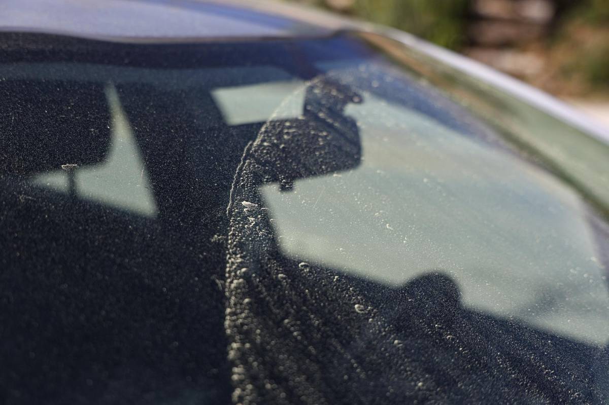 Una gran concentració de pol·len a Sabadell - VÍCTOR CASTILLO Una gran concentració de pol·len a Sabadell