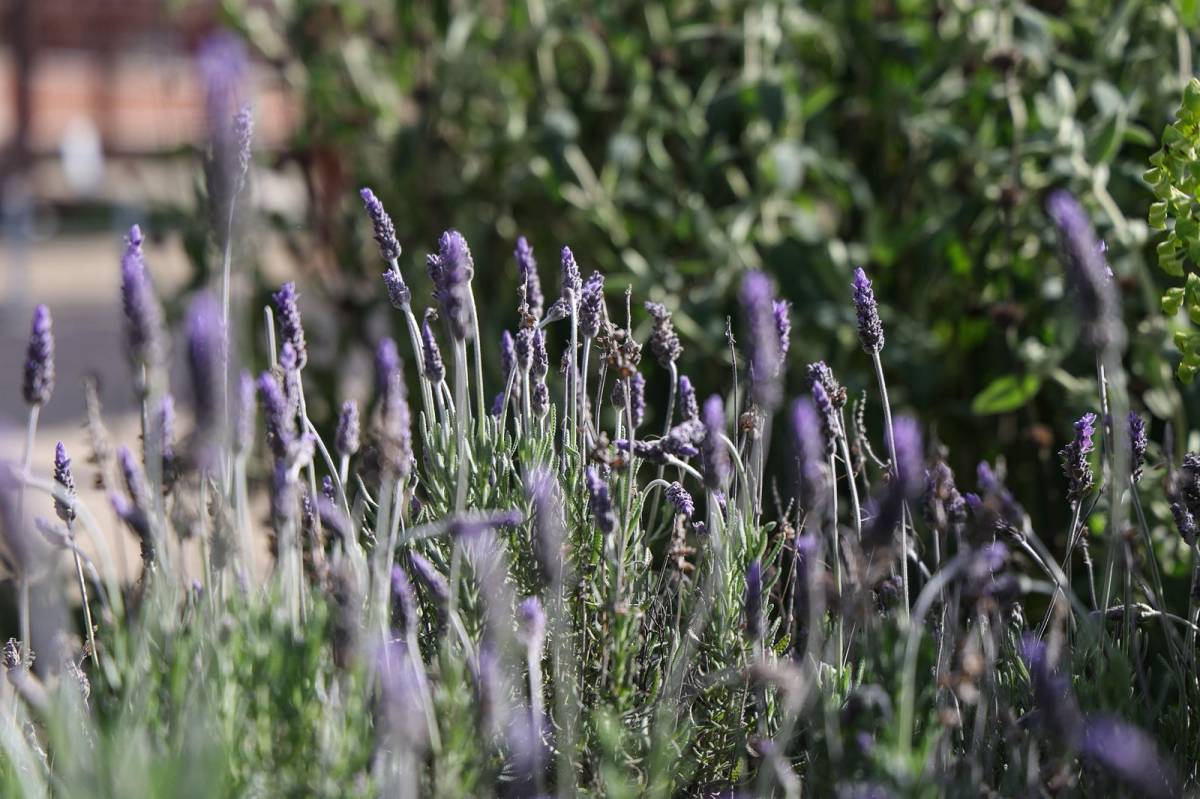 Una gran concentració de pol·len a Sabadell - VÍCTOR CASTILLO Una gran concentració de pol·len a Sabadell