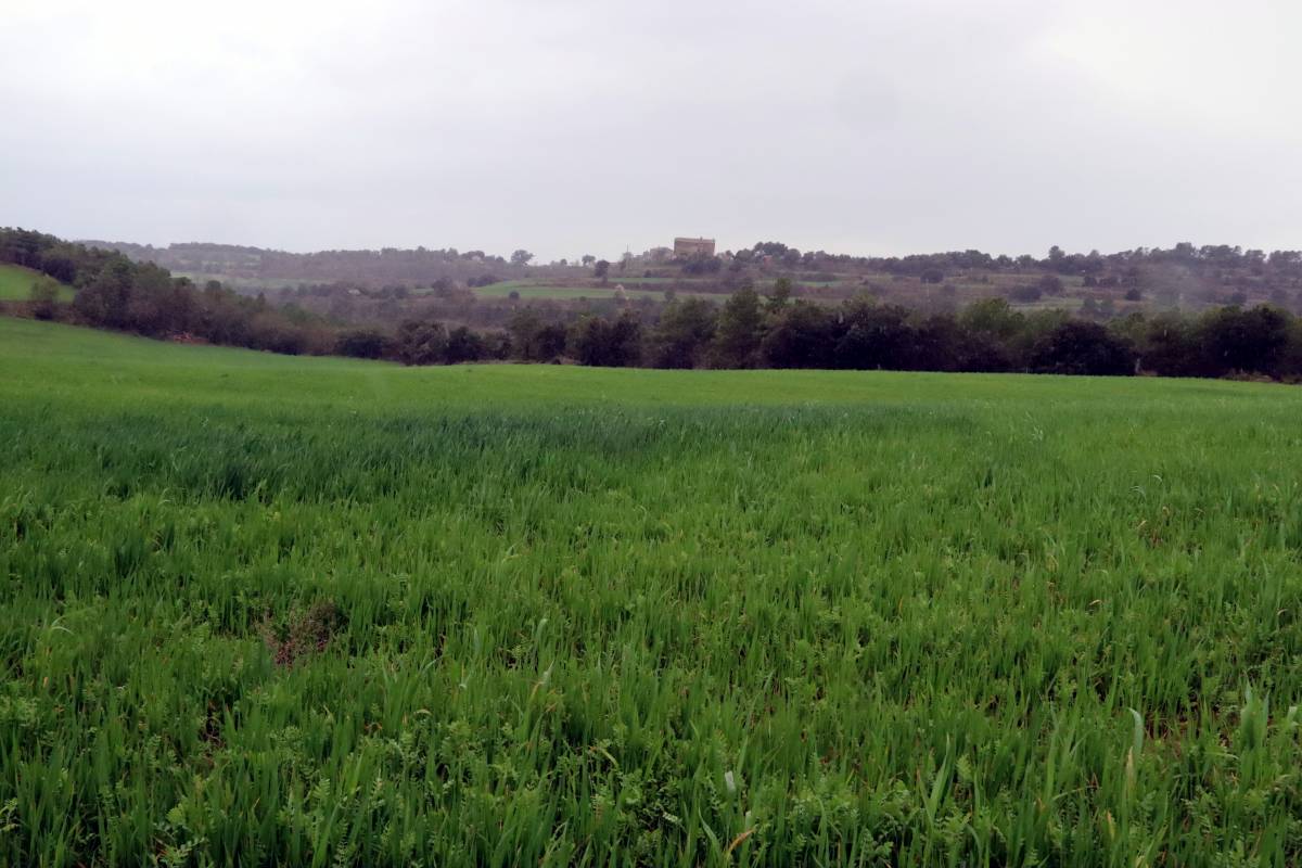 Camps de blat al voltant del la masia Cal Piquet de Vallferosa (Torà) - Mar Martí Camps de blat al voltant del la masia Cal Piquet de Vallferosa (Torà)