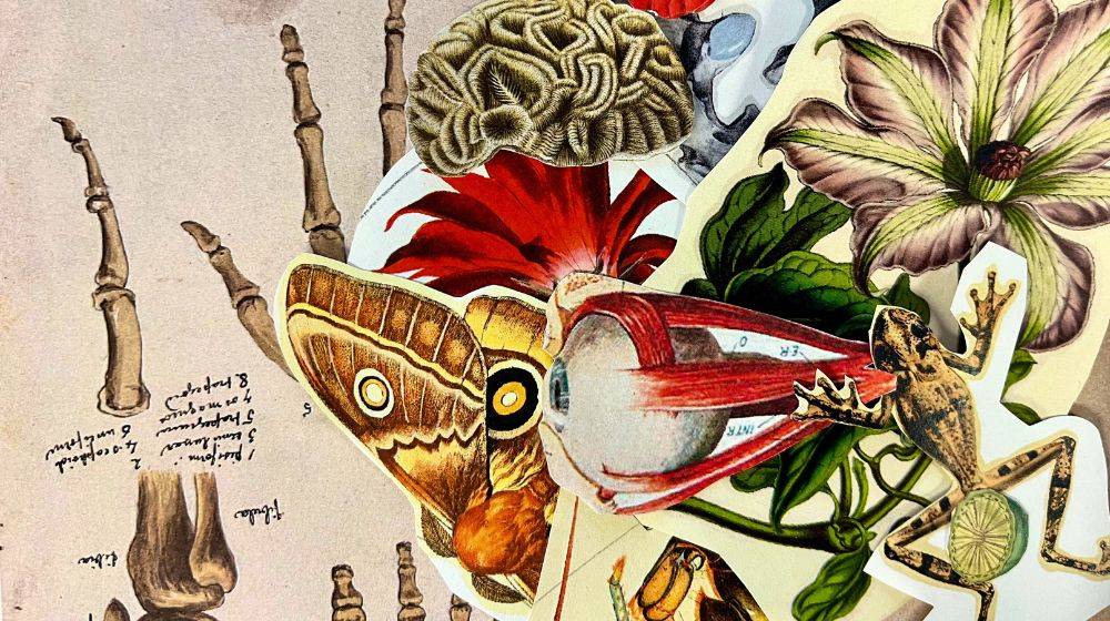 Espai de mediació Un jardí per a Rodoreda - CCCB Espai de mediació Un jardí per a Rodoreda