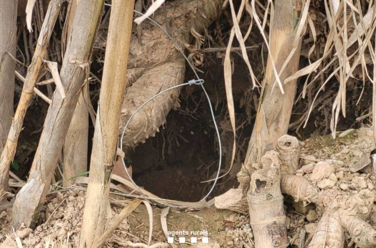 Denuncien un furtiu per haver instal·lat 30 llaços per capturar mamífers a Juneda