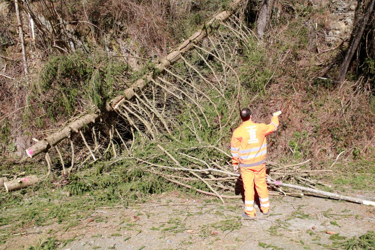 Les ventades causen destrosses al Ripollès: «Sembla que hagi passat una guerra»