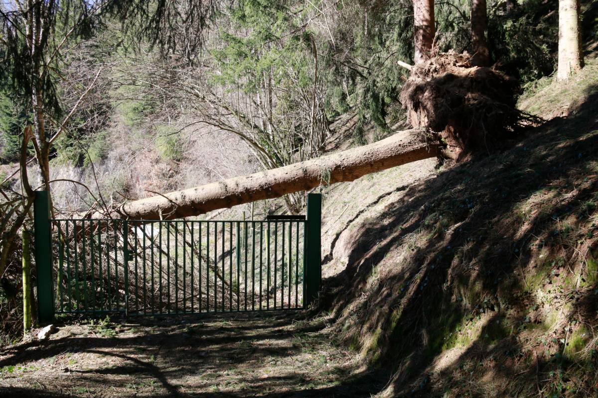 Arbres caiguts a l'entrada d'una finca a Molló - Lourdes Casademont-ACN
