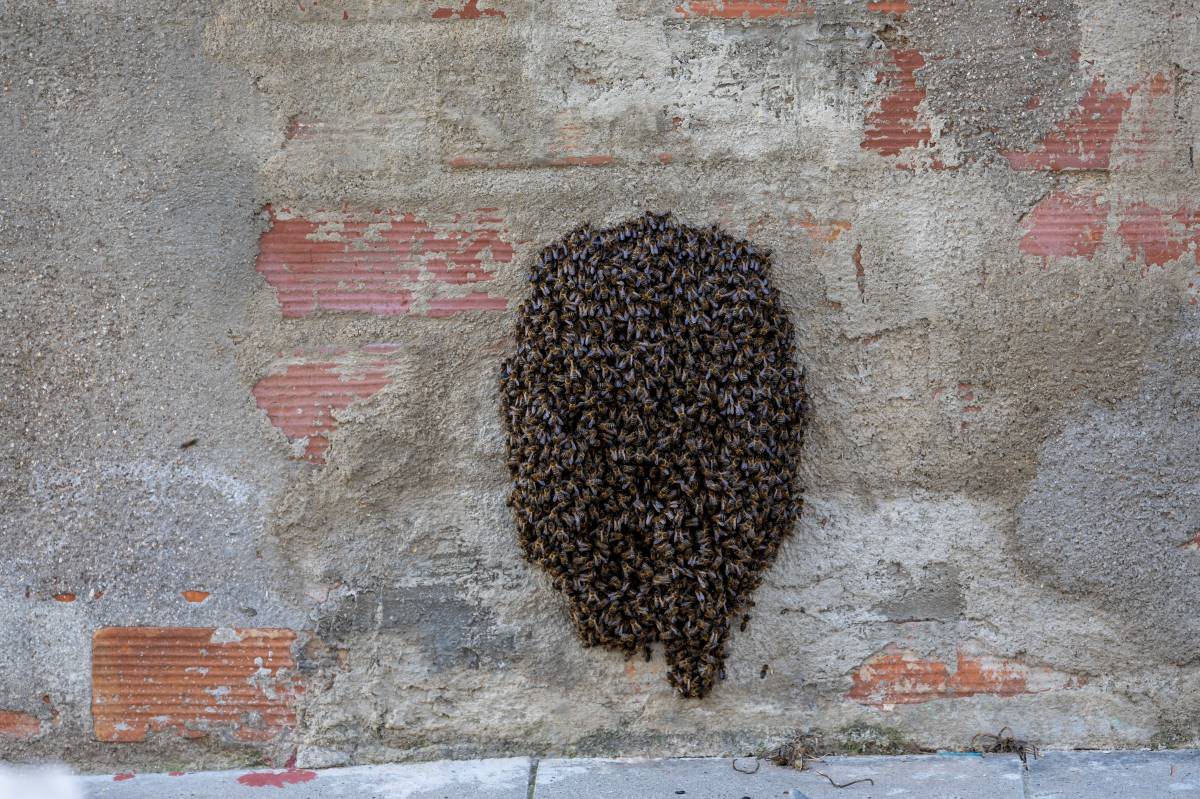 FOTOS | Retiren un eixam d'abelles en ple carrer a Sabadell