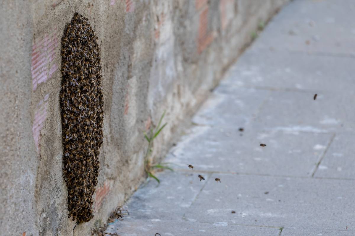 Un eixam d`abelles en ple carrer a Sabadell