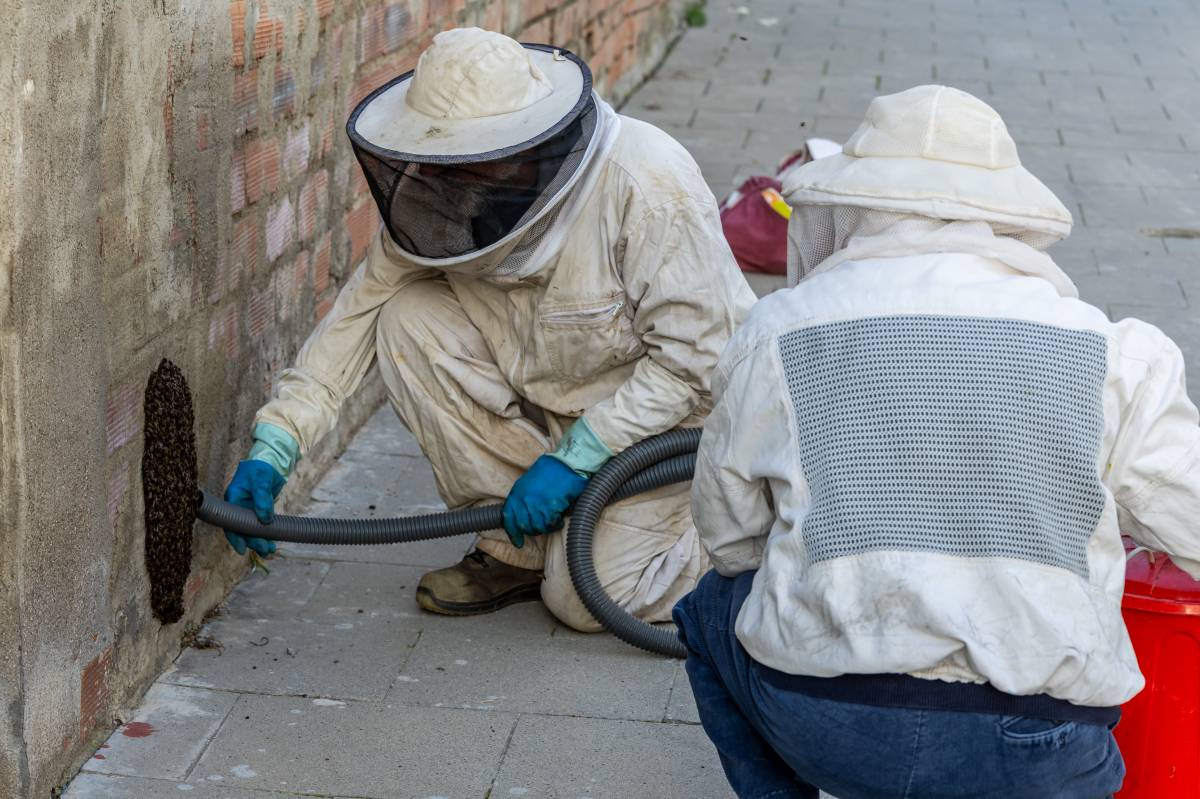 Un eixam d`abelles en ple carrer a Sabadell
