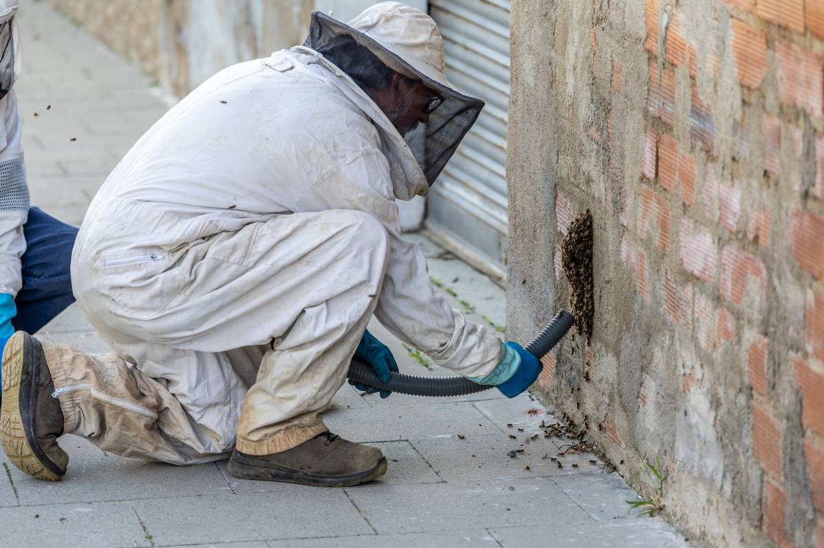 Un eixam d`abelles en ple carrer a Sabadell