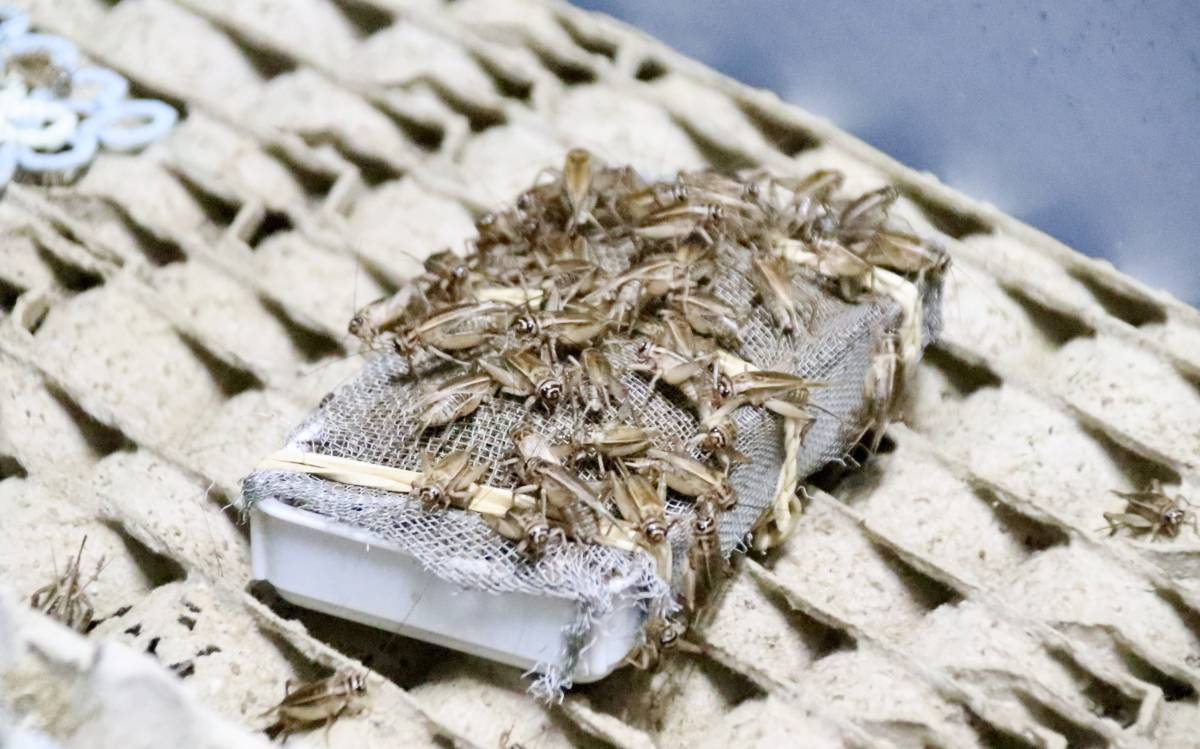 Grills adults ponent ous, a la fàbrica de Grillco a Sant Miquel de Balenyà.