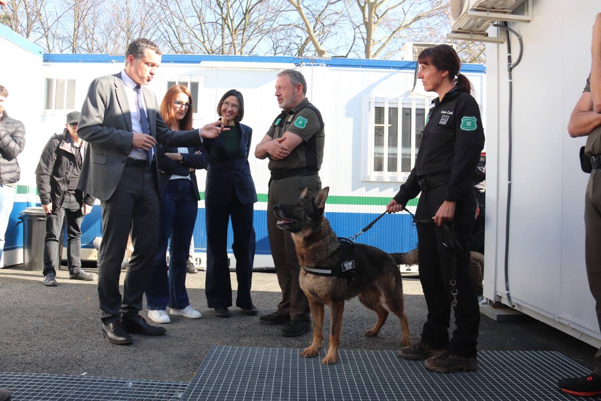 La recerca de senglars infectats per pesta porcina es pot allargar un any sencer