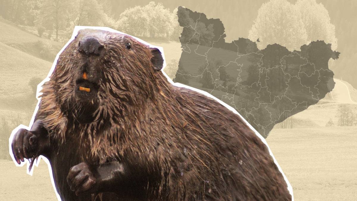 El castor europeu, el polèmic retorn d'una espècie que és a les portes de Catalunya