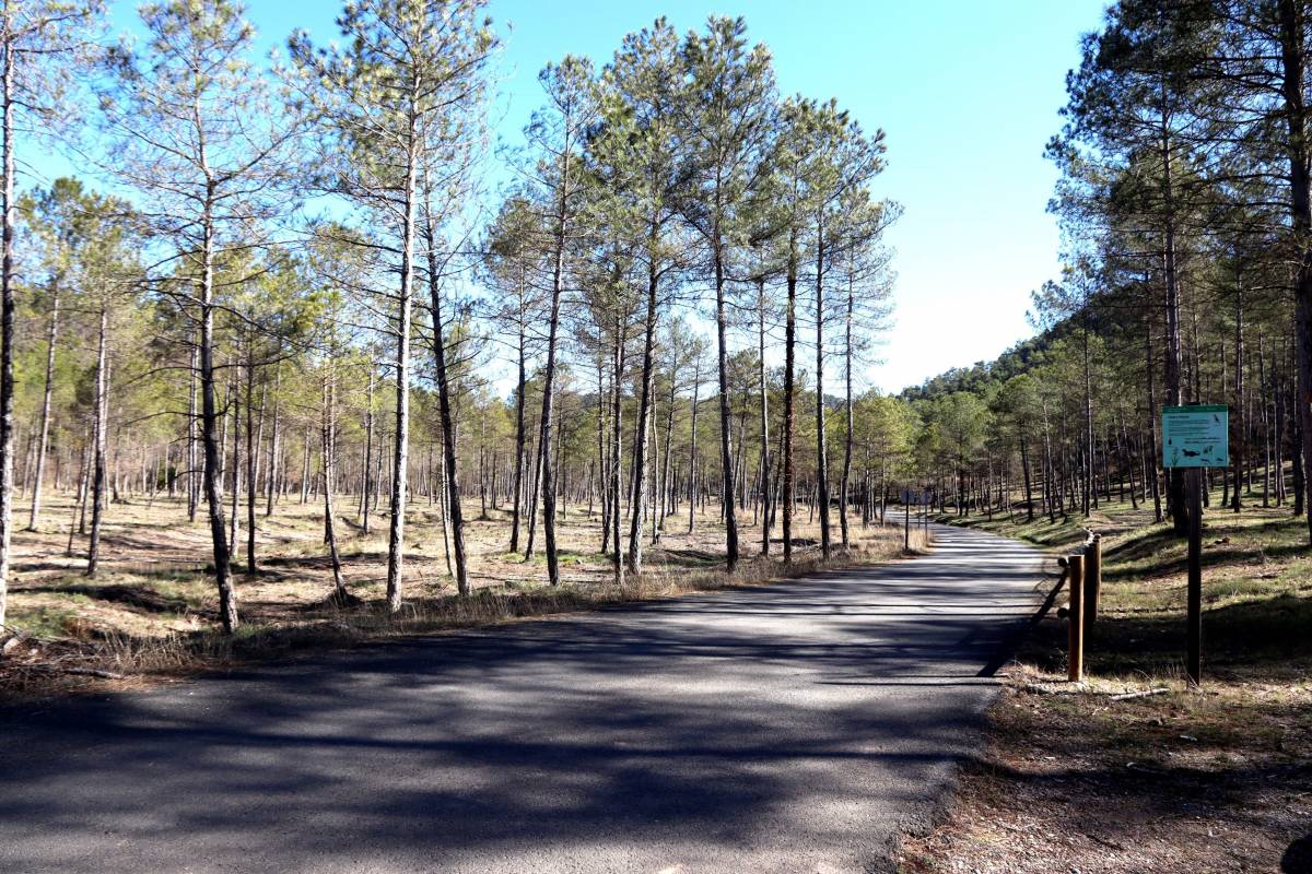 Inverteixen 140.000 euros en aclarides a la Ribera Salada per reduir el risc d'incendi i adaptar-se al canvi climàtic
