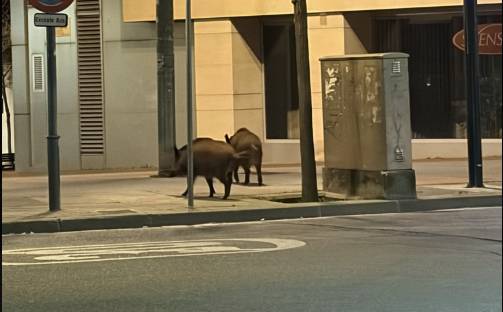VÍDEO | Graven porcs senglars al Centre de Sabadell hores després del primer positiu de pesta porcina a la ciutat
