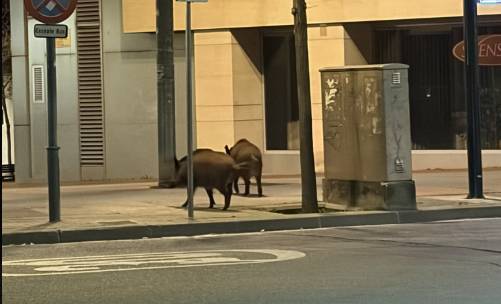 Porcs senglars pel Centre de Sabadell - Cedida