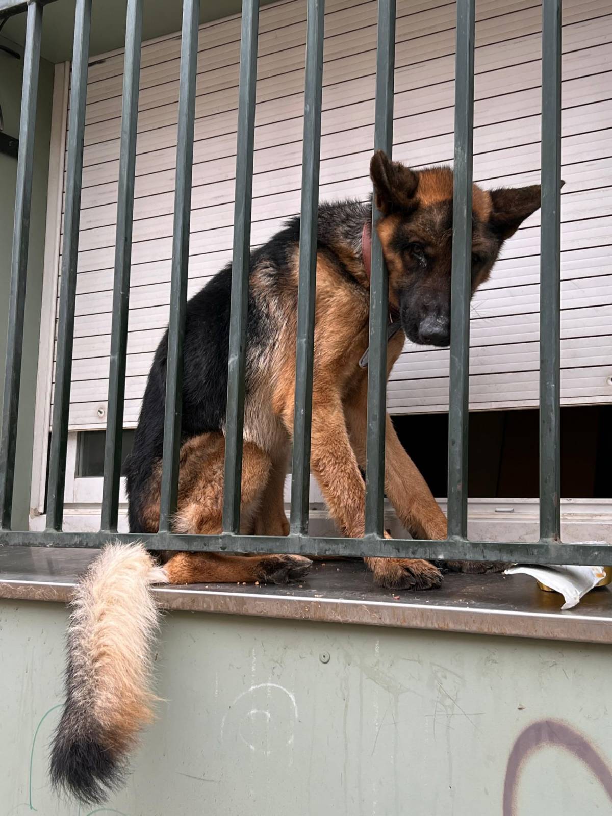 En Tarzán pot tornar amb el seu amo després de ser maltractat: "No s'ha preocupat per ell mentre estava al CAAD"