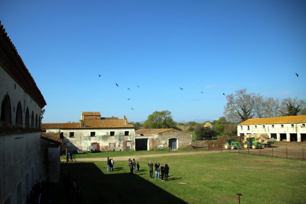Alliberament dels ibis ermitans en una finca dels Aiguamolls de l'Empordà - Berta Artigas / ACN