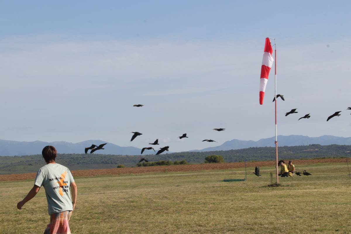 Arribada d'ibis ermitans a l'Empordà el setembre passat - Aleix Freixes / ACN
