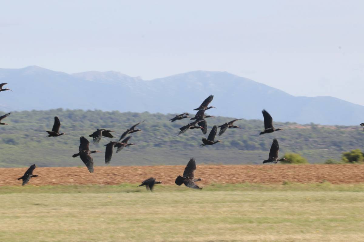 Arribada d'ibis ermitans a l'Empordà el setembre passat - Aleix Freixes / ACN