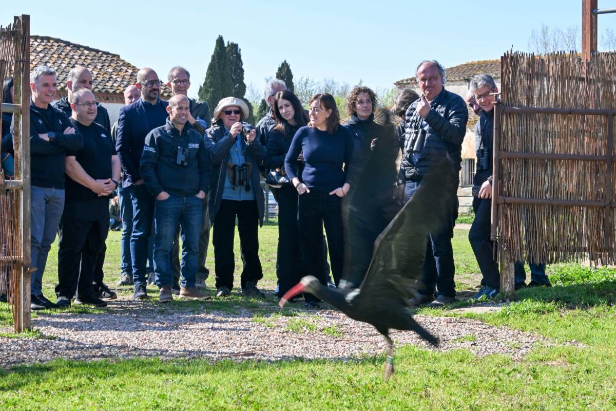 Catalunya guanya una nova espècie d'ocell