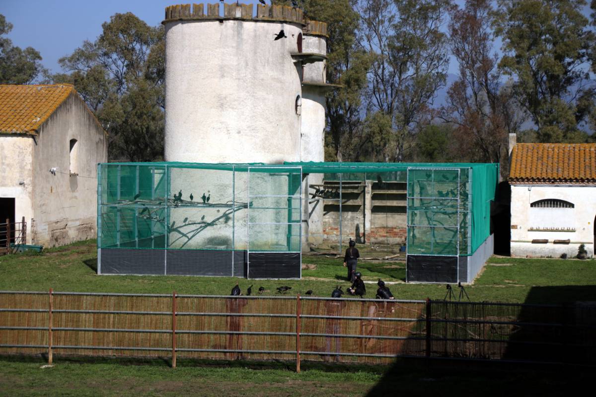 Moment de l'alliberament dels ibis ermitans - Berta Artigas / ACN