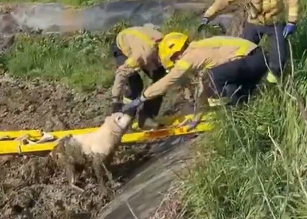 Els Bombers rescaten un gos atrapat en una bassa de fang a Sant Gregori