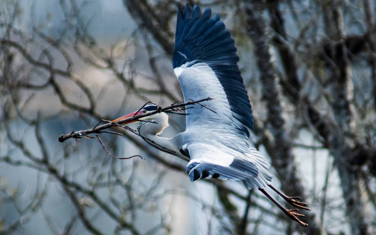 Hivern-primavera a Osona i el Lluçanès: un bernat pescaire, a Masies de Voltregà. Març del 2026.