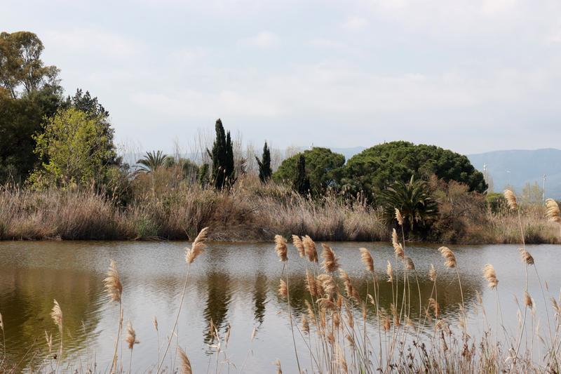 Maresma del Remolar-Filipines, al delta del Llobregat