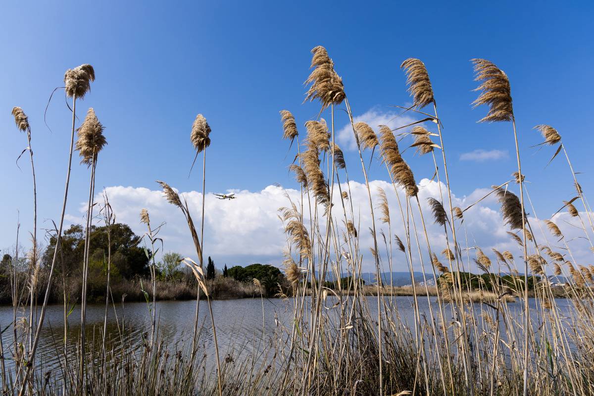 El Govern restaura uns aiguamolls a tocar de l'aeroport en ple procés per ampliar-lo
